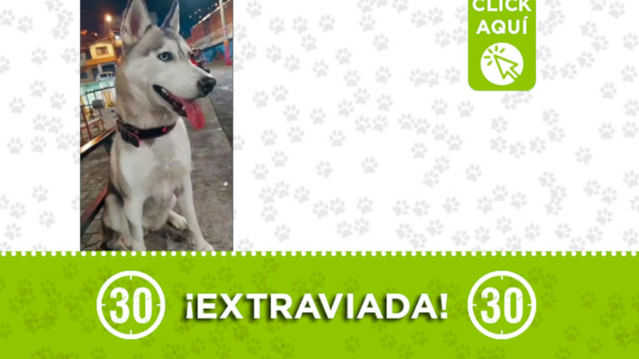 “keysha”, se extravió en San Javier