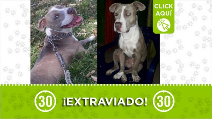Perrito perdido Perrito perdido