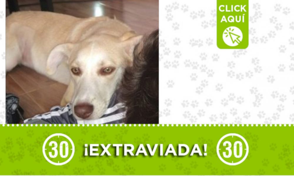 Buscan a "Luna" en Manrique ¿La ha visto?