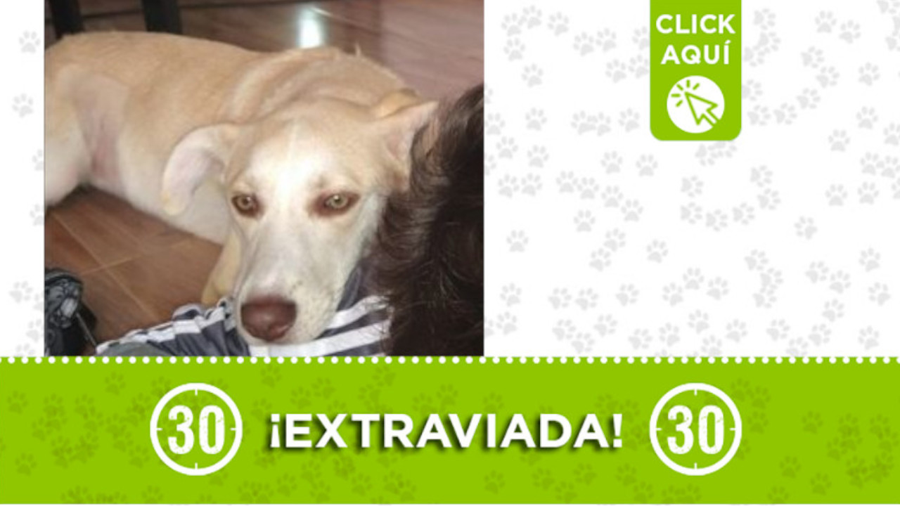Buscan a "Luna" en Manrique ¿La ha visto? Buscan a "Luna" en Manrique ¿La ha visto?