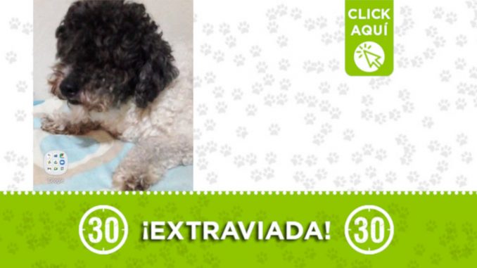 "Lupe" se extravió desde el sábado en Robledo - Miramar "Lupe" se extravió desde el sábado en Robledo - Miramar