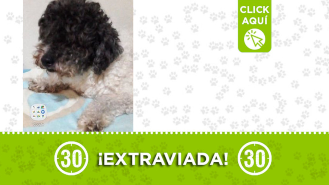 "Lupe" se extravió desde el sábado en Robledo - Miramar