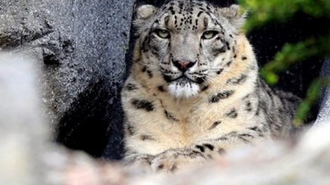 leopardos de las nieves