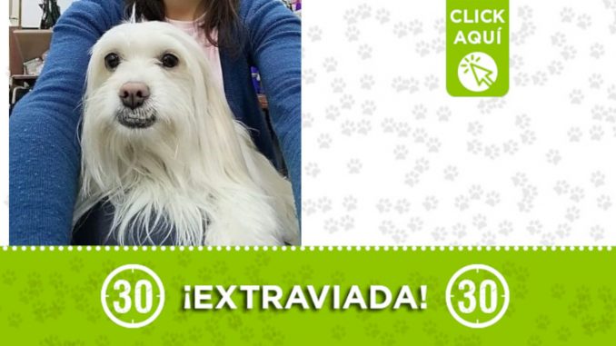 "Lissi" se perdió en Barrio Unidos -San Blas "Lissi" se perdió en Barrio Unidos -San Blas