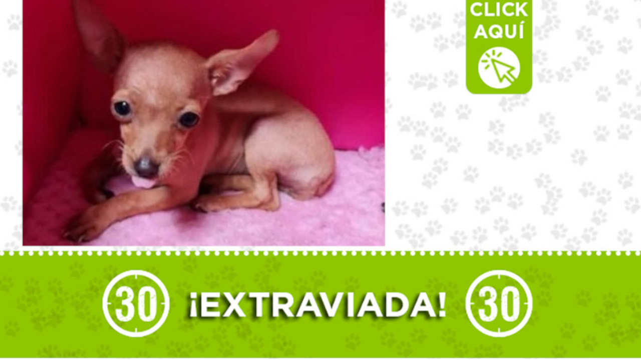 "Lulú" se perdió desde ayer en Bello ¿La ha visto?