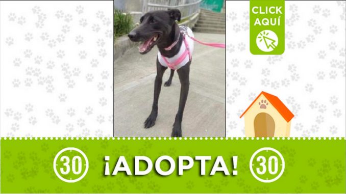 Perrita en adopción Perrita en adopción