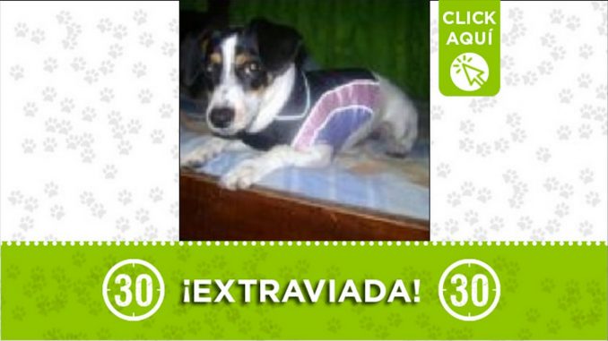 Perrita perdida Perrita perdida