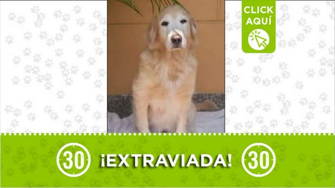 Perrita perdida Perrita perdida