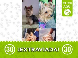 Buscan a 'Lupe', la perrita se perdió en San Jerónimo 1 Perrita perdida