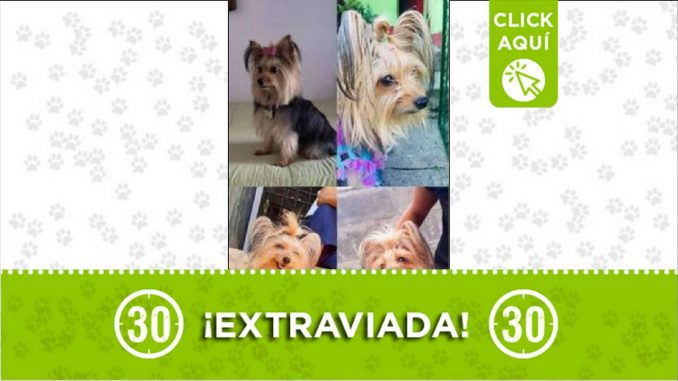 Perrita perdida Perrita perdida
