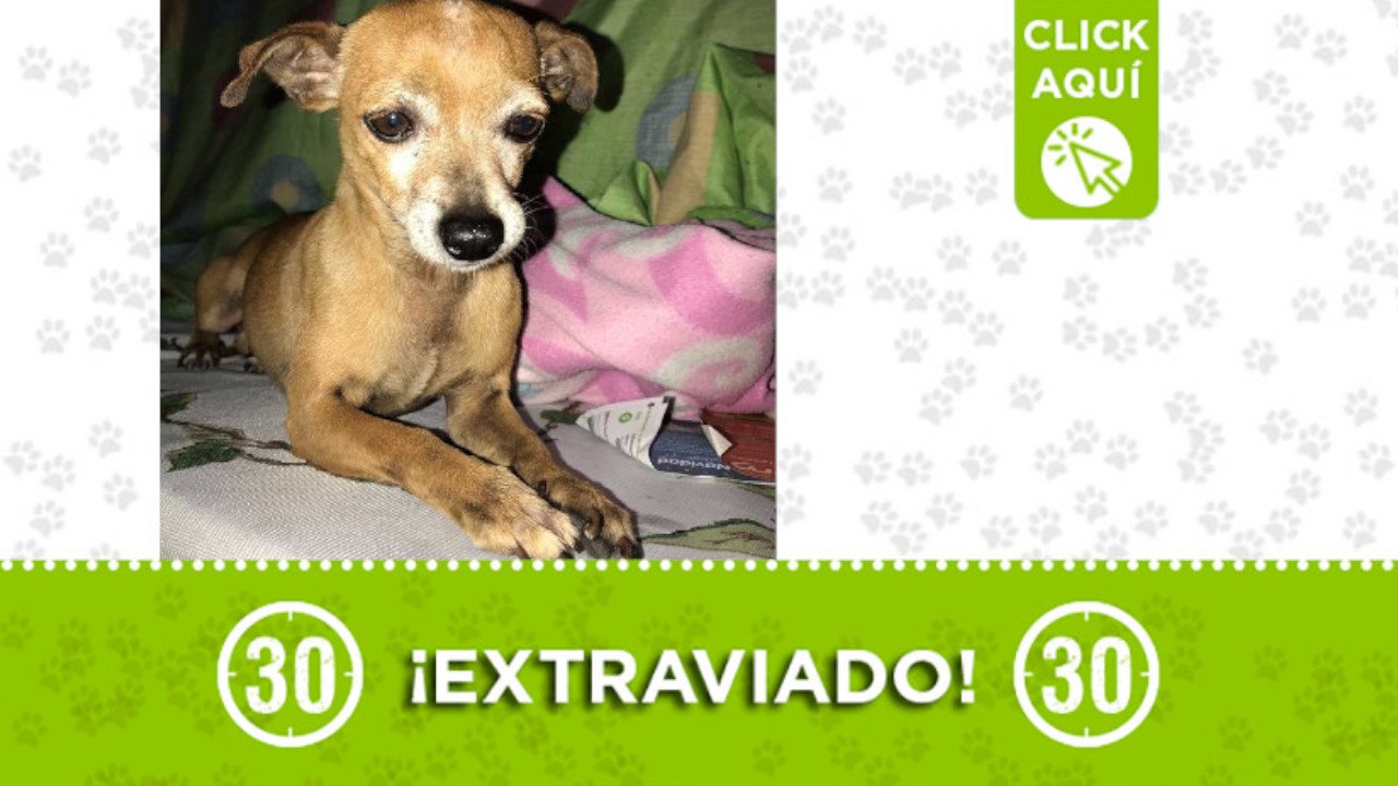 "Mateo" se extravió desde ayer en Bello