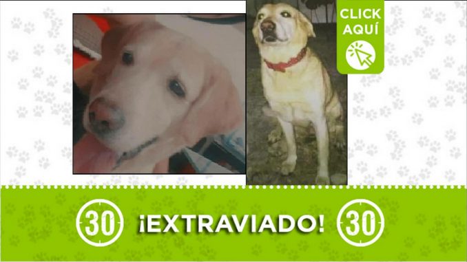 Perrito perdido Perrito perdido