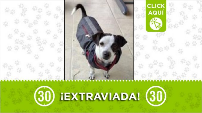 Perrita perdida Perrita perdida