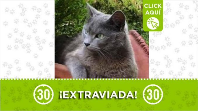 Gatica perdida Gatica perdida
