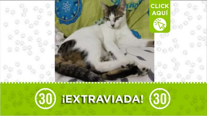 Gatica perdida Gatica perdida