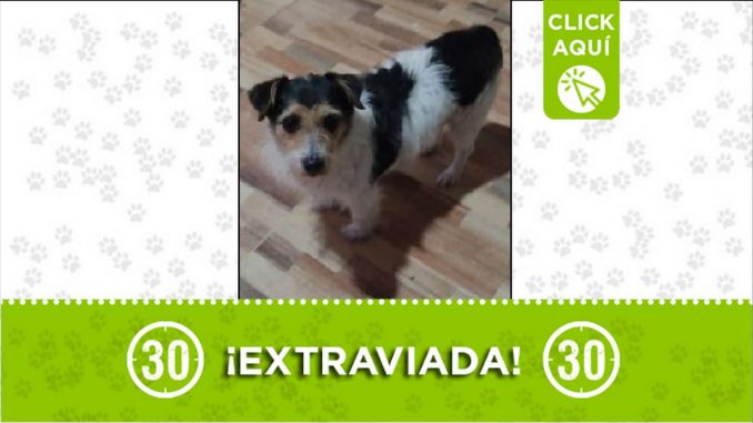 Perrita perdida Perrita perdida