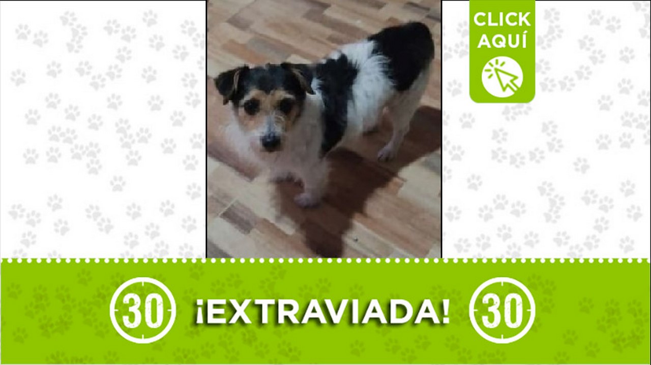 Perrita perdida