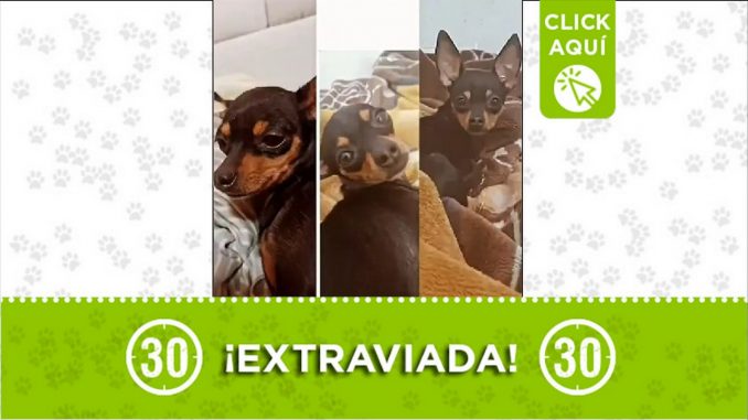mollyperdida Perrita perdida