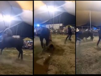 Murió jinete de 15 años aplastado por un toro, era conocido como "Niño de Oro" 1 murio jinete nino de oro aplatado toro