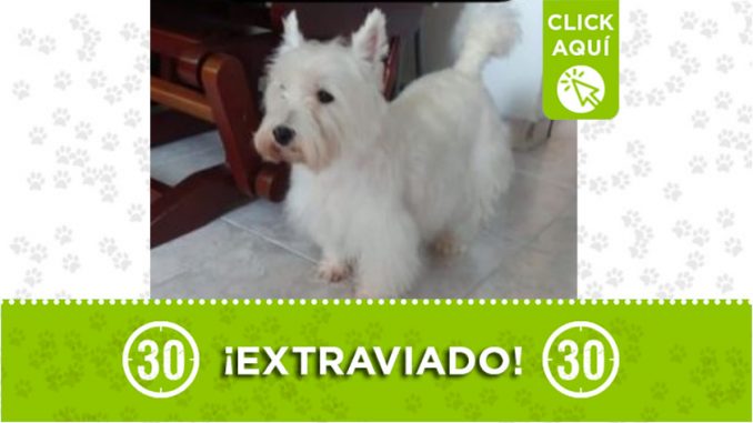 nany perro perdido 2021
