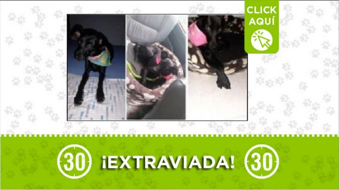 Perrita perdida Perrita perdida