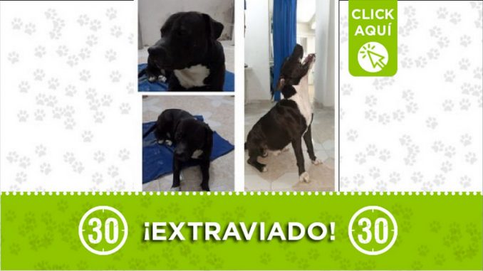 Perrito perdido Perrito perdido