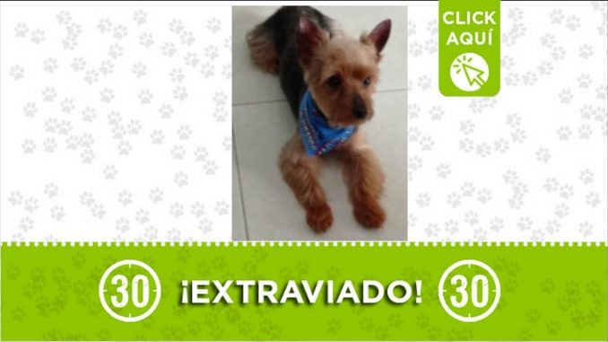 nico extrAviado bello el trapiche