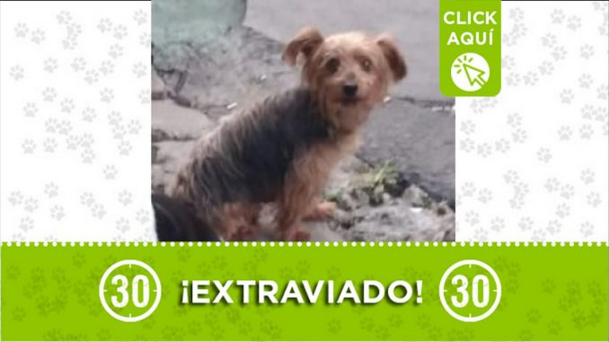 Perrito perdido Perrito perdido