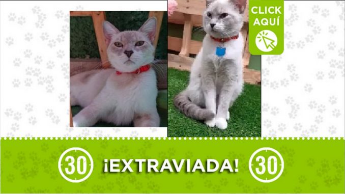 Gatica perdida Gatica perdida