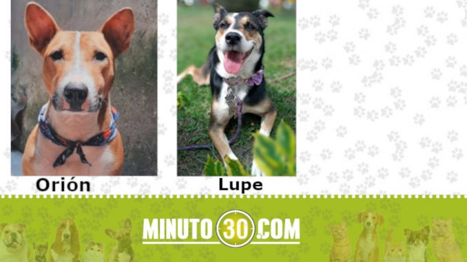 "Orión" y "Lupe" se extraviaron en Caldas, Antioquia "Orión" y "Lupe" se extraviaron en Caldas, Antioquia