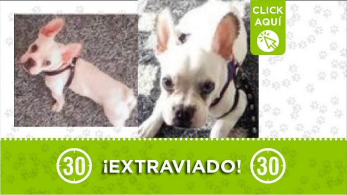 Perrito perdido Perrito perdido