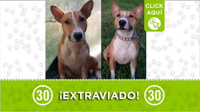 Perrito perdido Perrito perdido