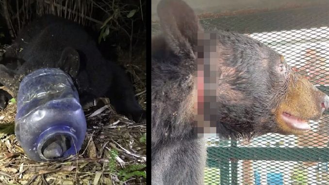 Botellón de plástico se le atrancó a un oso en la cabeza Botellón de plástico se le atrancó a un oso en la cabeza
