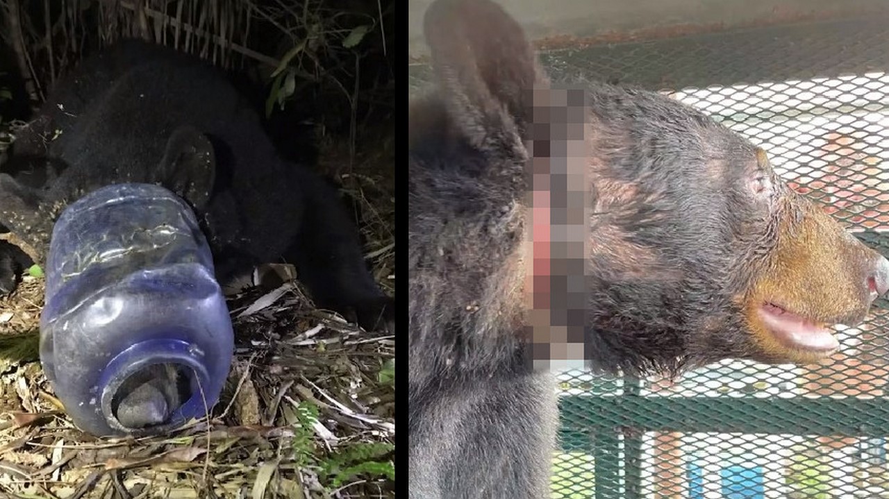 Botellón de plástico se le atrancó a un oso en la cabeza