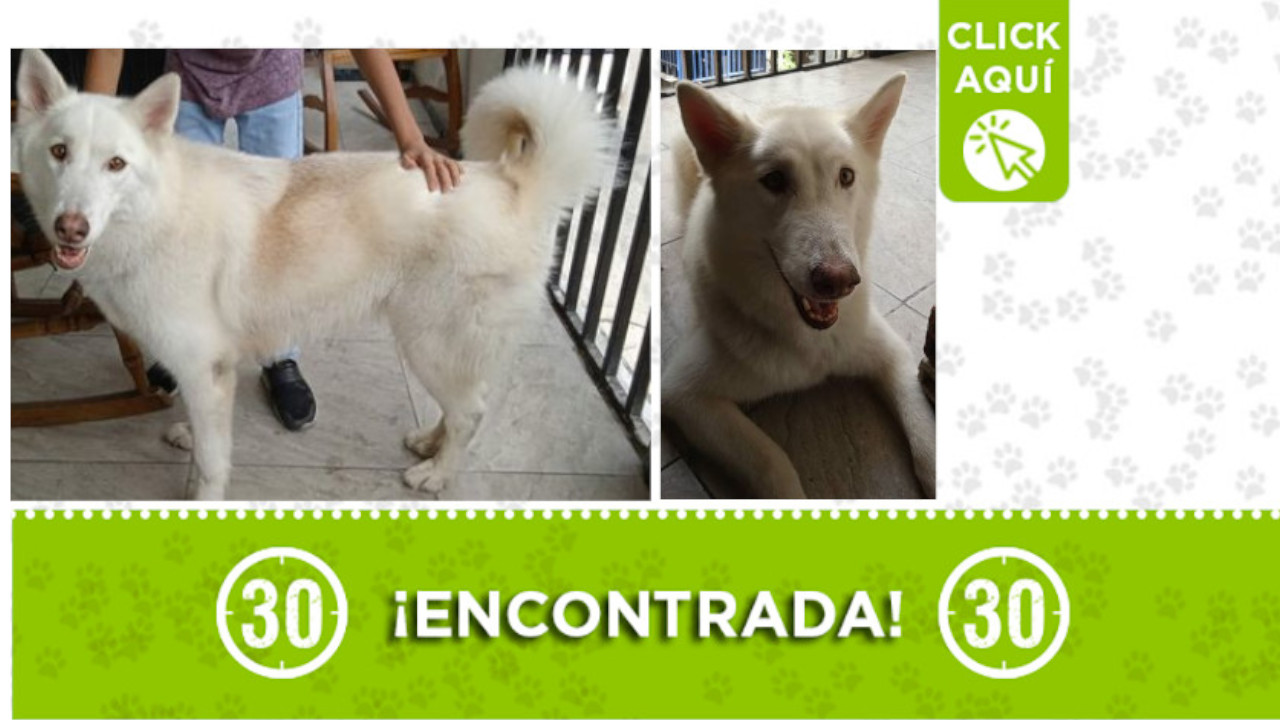 Encontraron esta perrita en Calasanz ¿Es suya?