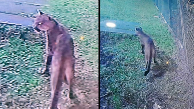 Vieron un puma en los alrededores de una unidad residencial en Manizales Vieron un puma en los alrededores de una unidad residencial en Manizales