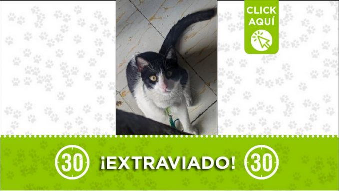 Gatico perdido Gatico perdido