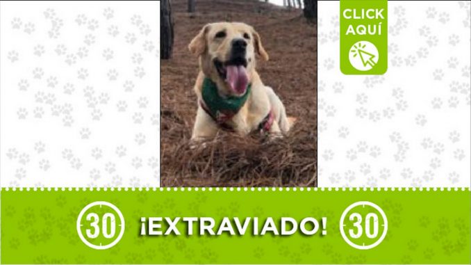 Perrito perdido Perrito perdido
