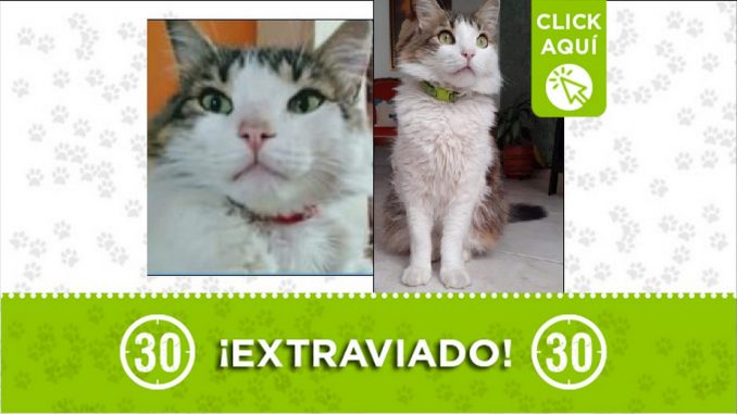 Gatico perdido Gatico perdido
