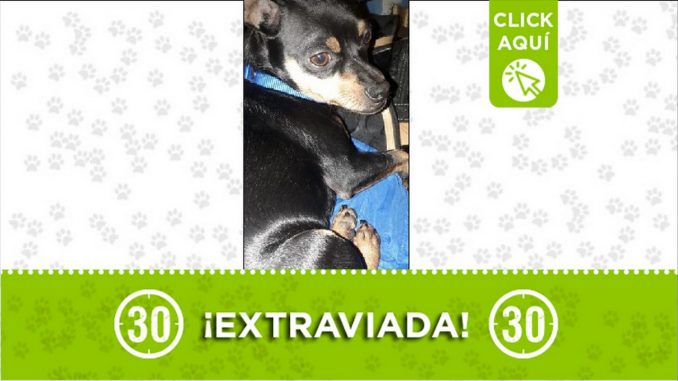 Perrita perdida Perrita perdida