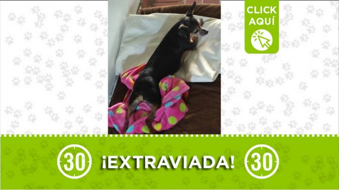 perra perdida morita manrique oriental