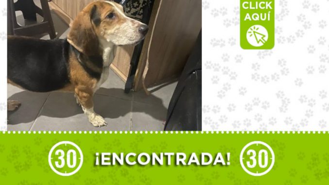 Encontraron esta perrita en EL Congolo ¿Es suya? Encontraron esta perrita en EL Congolo ¿Es suya?