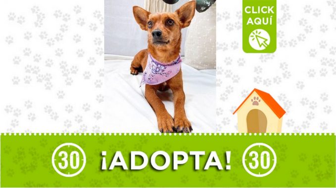 perrita 10 meses adopta
