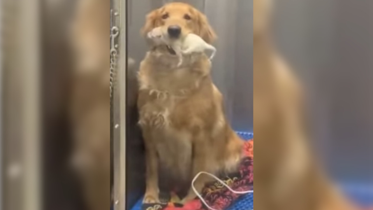 ¡Muy orgullosa! Una perrita que acaba de ser mamá le presenta sus cachorros a su familia humana