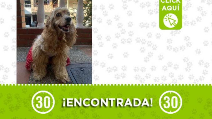 Perrita encontrada hoy en Guayabal ¿Es suya? Perrita encontrada hoy en Guayabal ¿Es suya?