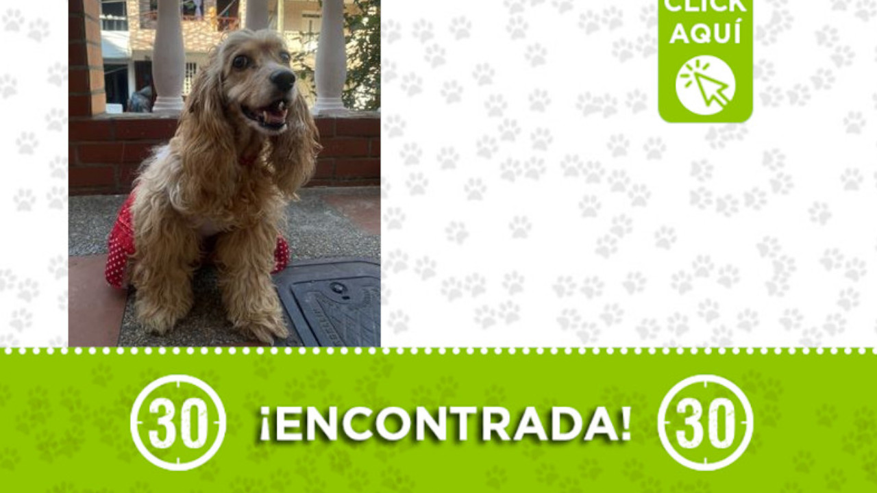 Perrita encontrada hoy en Guayabal ¿Es suya?