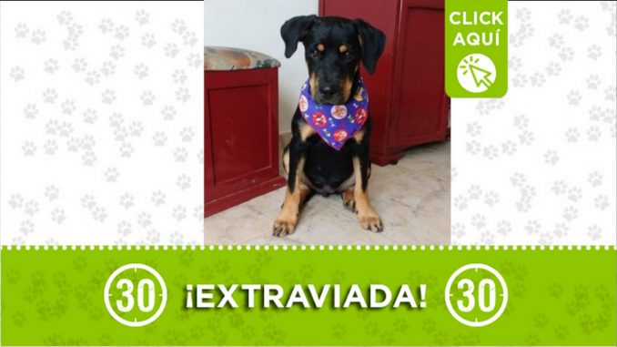 perrita perdida robledo