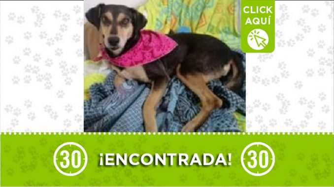 perrita encontrada perrita encontrada