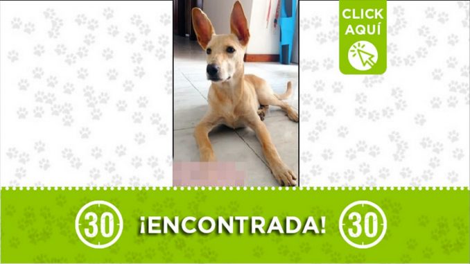 perrita encontrada perrita encontrada