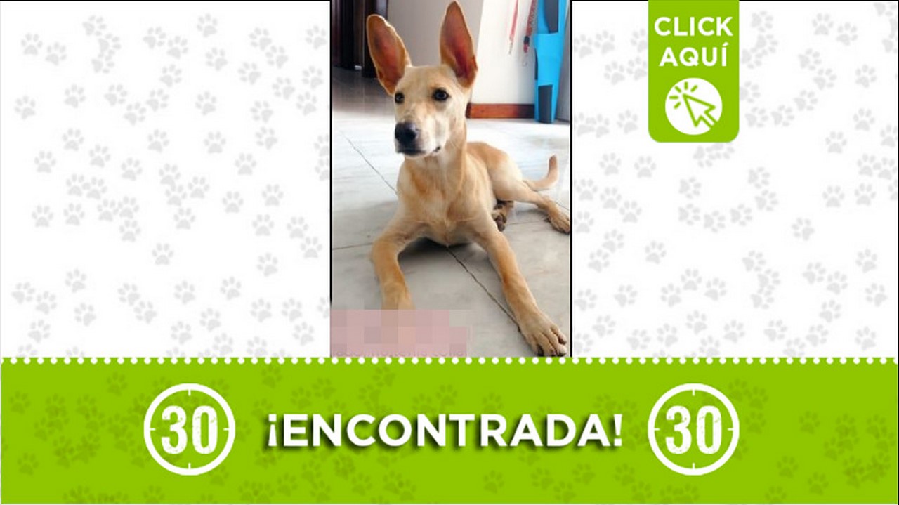 perrita encontrada
